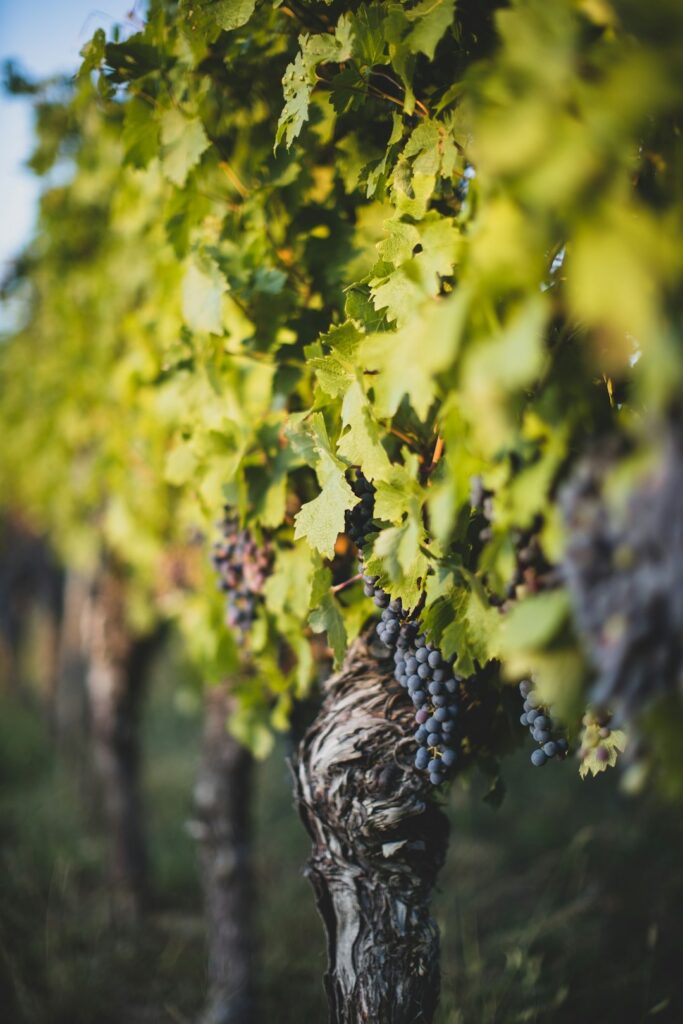 Una vite nel vigneto di Mikale vini, a Vittoria ( Ragusa)