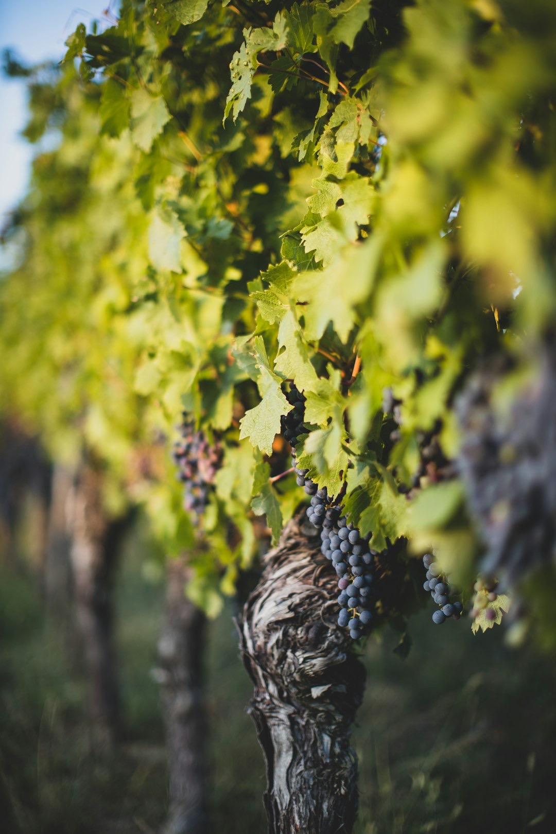 vitigno Mikale vini, a Vittoria (Ragusa)