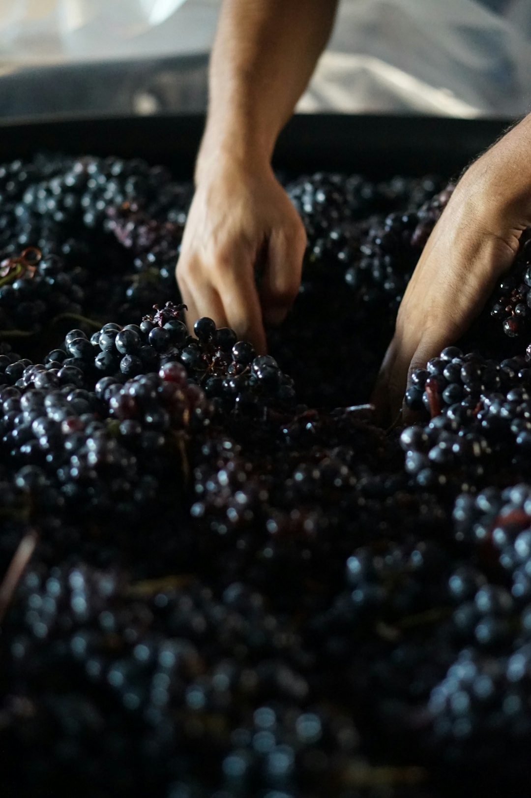 Vendemmia a mano, raccolta dei grappoli di nero d'avola nella vigna di MIKALE vini 