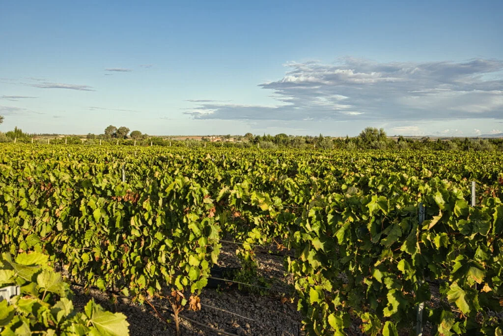 Il podere Mikale, a Vittoria ( Ragusa)